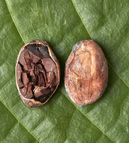 Cocoa Beans