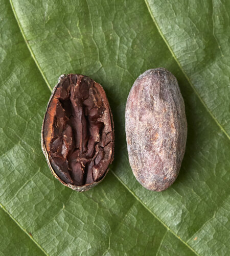 Cocoa Beans