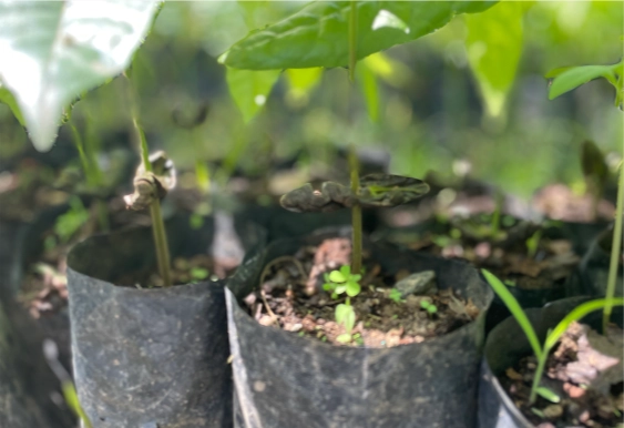cocoa bean plant